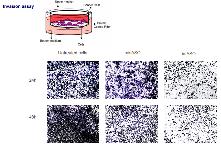 Invasion assay - oligonucloetidi antisenso
