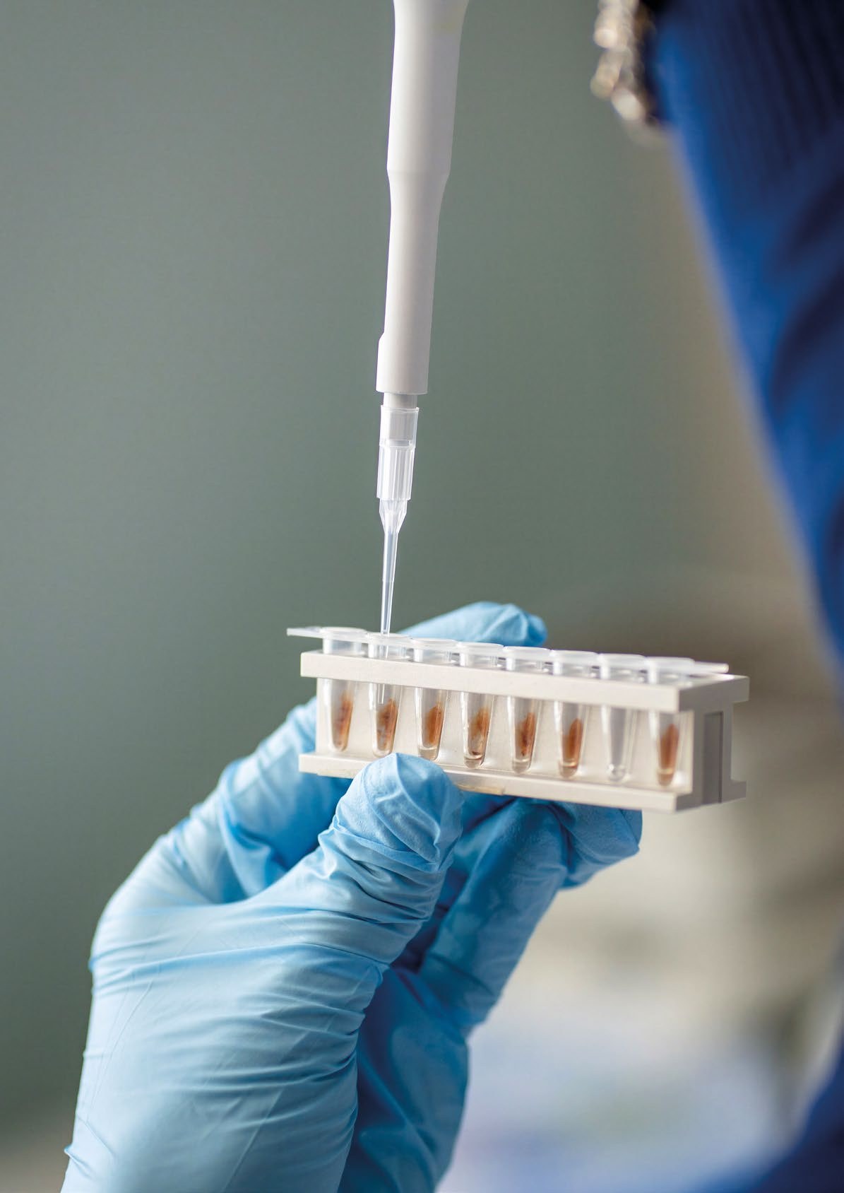 Una mano guantata dispensa un campione con una pipetta in una fila di provette, in laboratorio